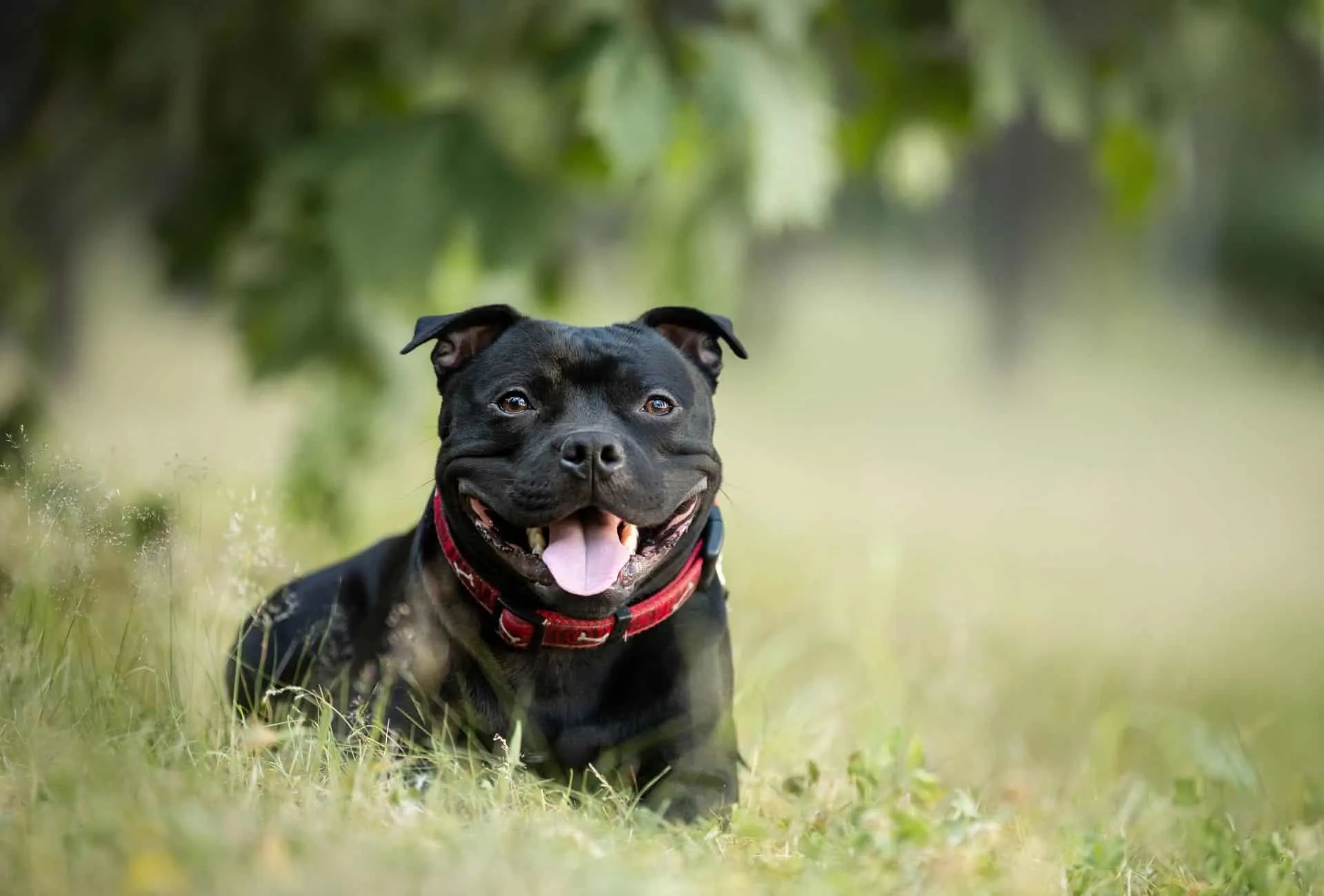Staffordshire Bullterrier as best guard dog for first time dog owners.