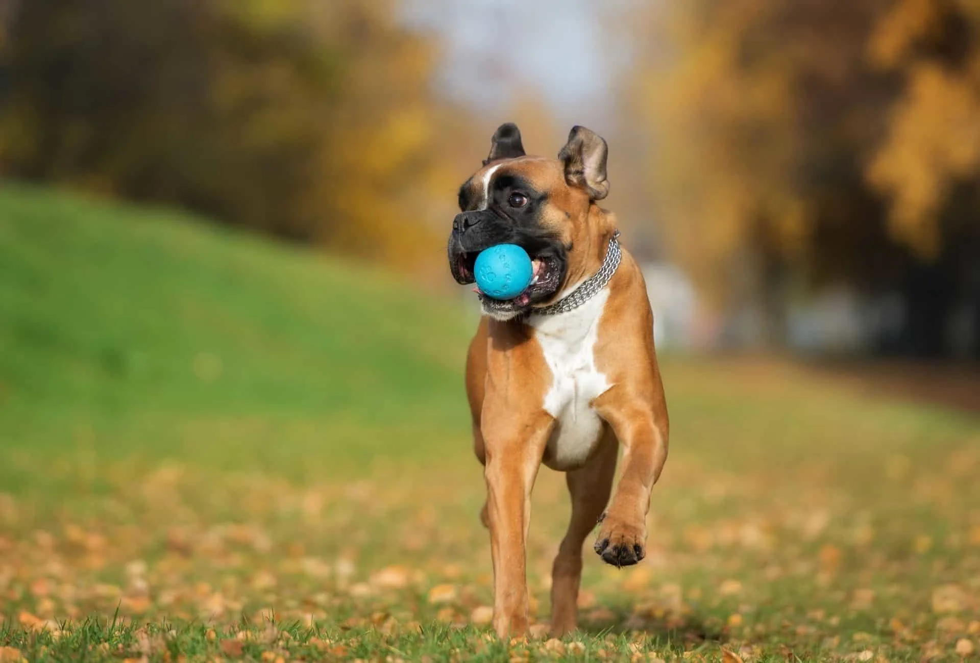 Happy German Boxer dog playing with a ball in autumn.