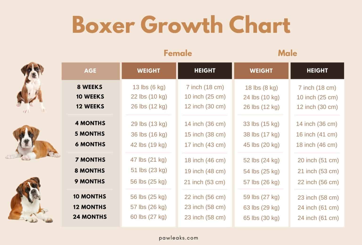 Boxer Growth Chart Too Small or Just Right? PawLeaks