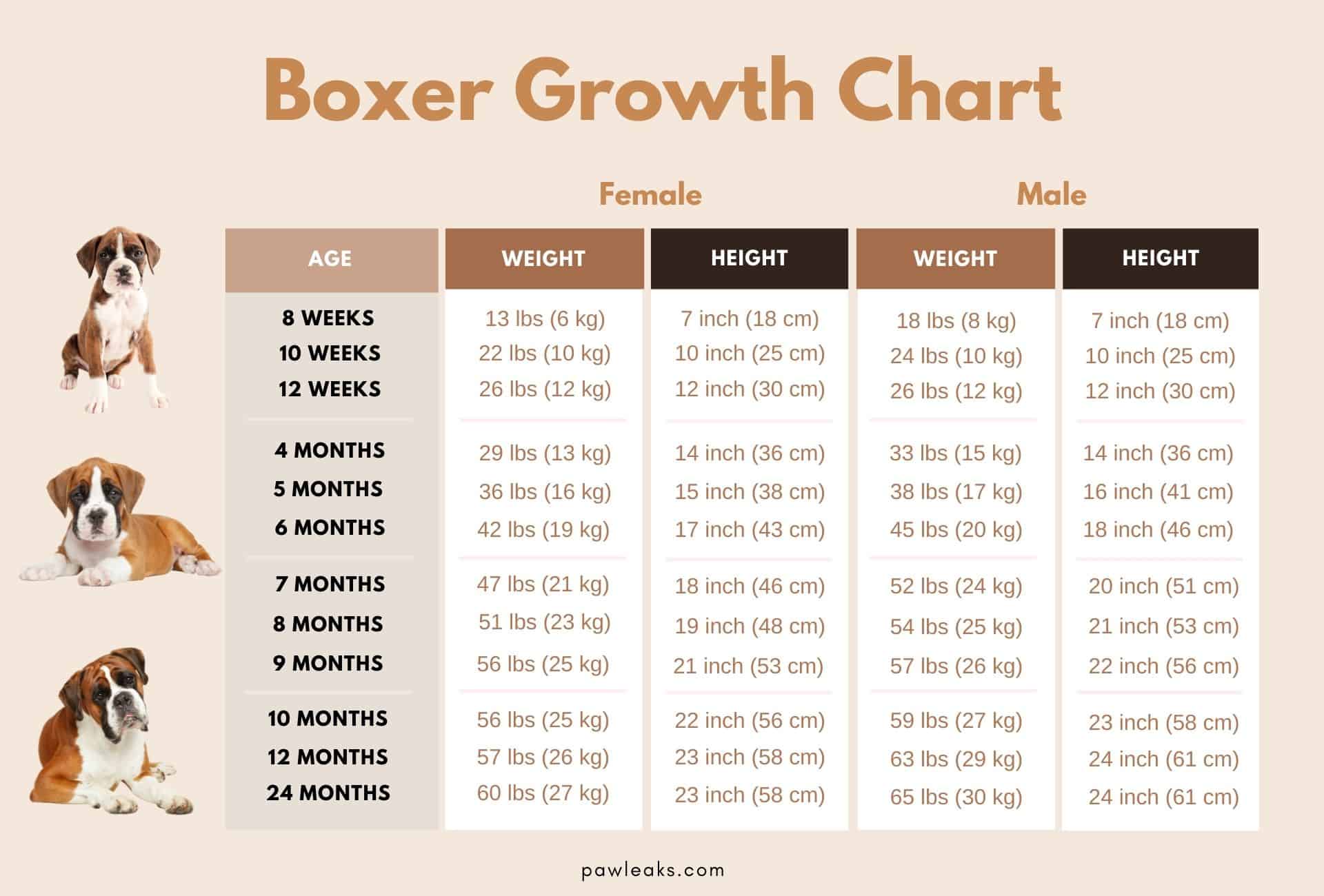 how much should a 3 month boxer puppy weigh