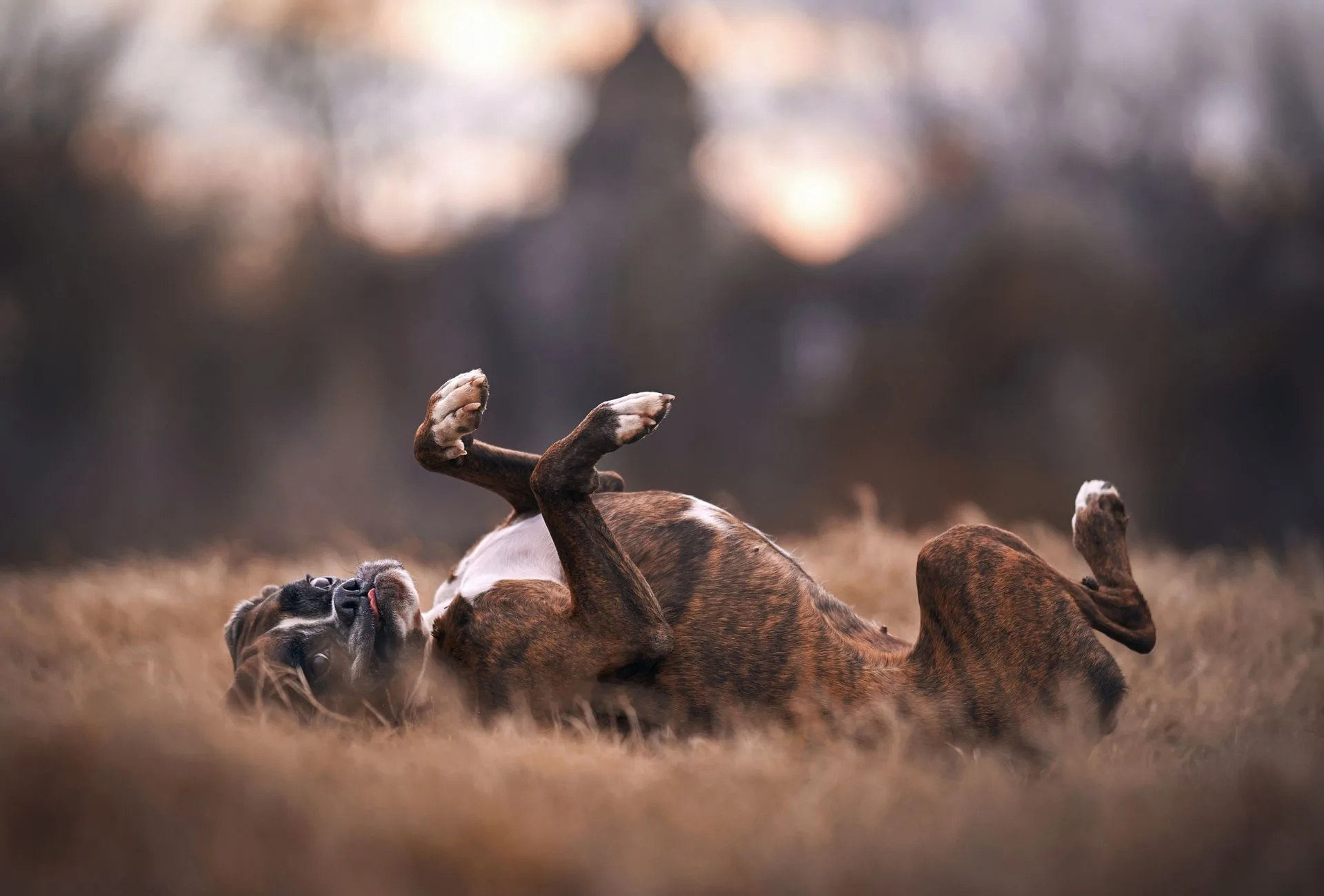 How Much Should A Boxer Puppy Weigh At 4 Months