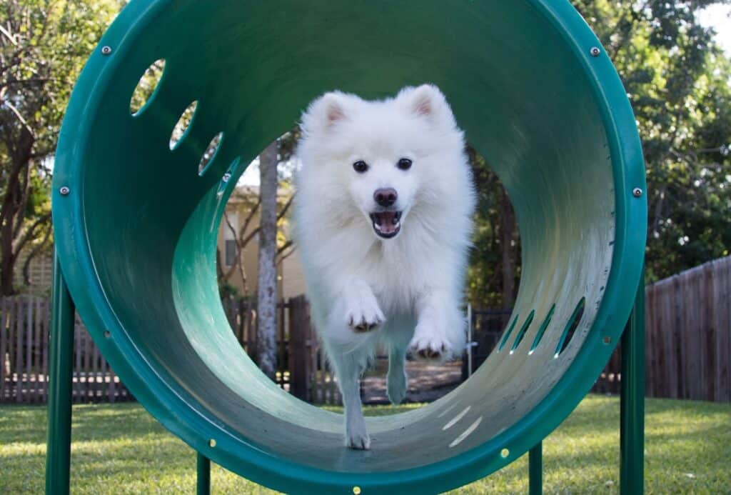 White doh running through dog agility tunnel.