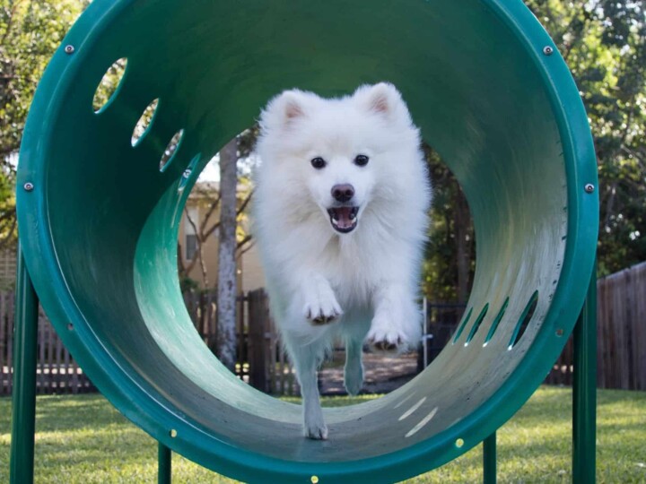 White doh running through dog agility tunnel.