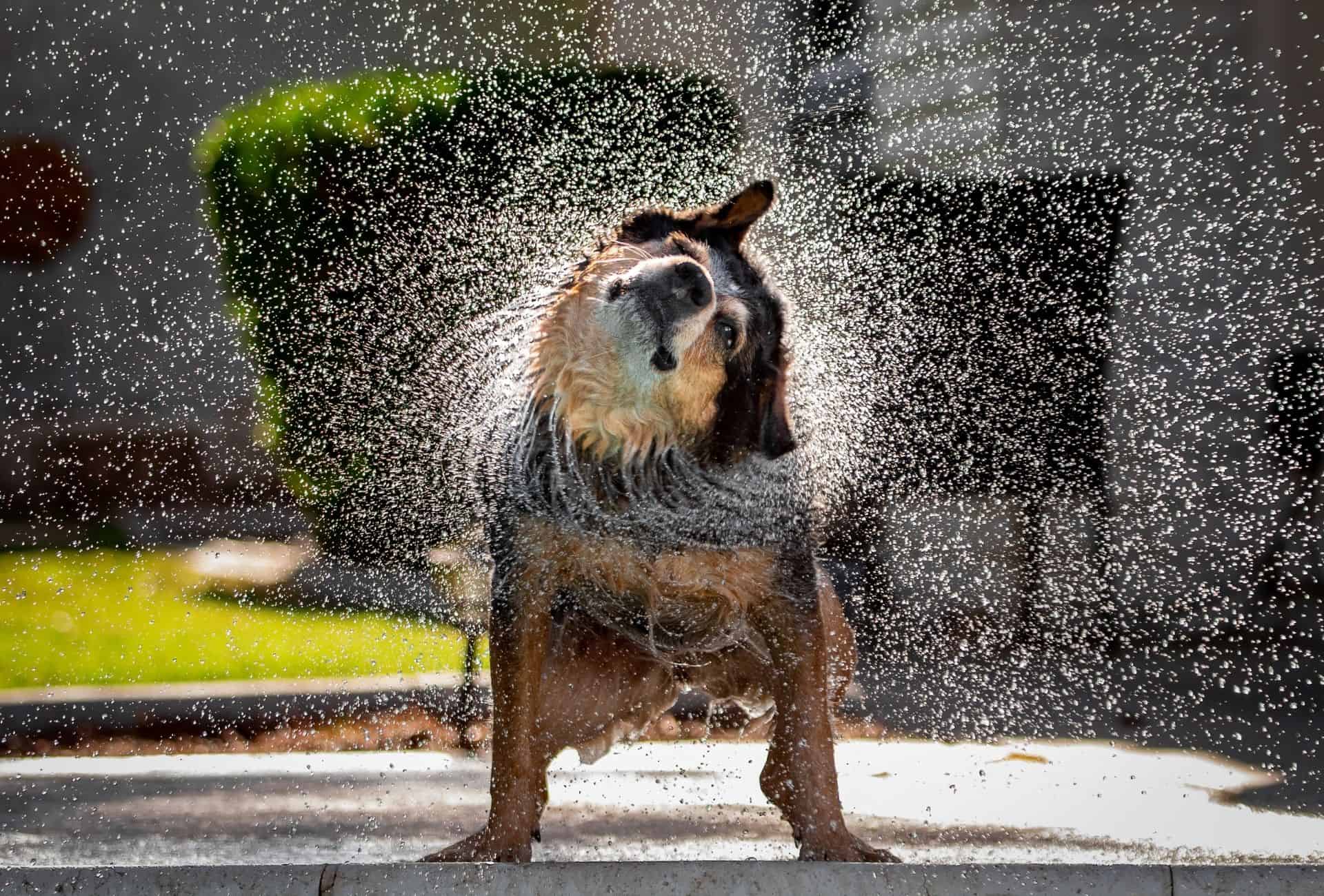 Dog shaking his whole body to get rid of water.