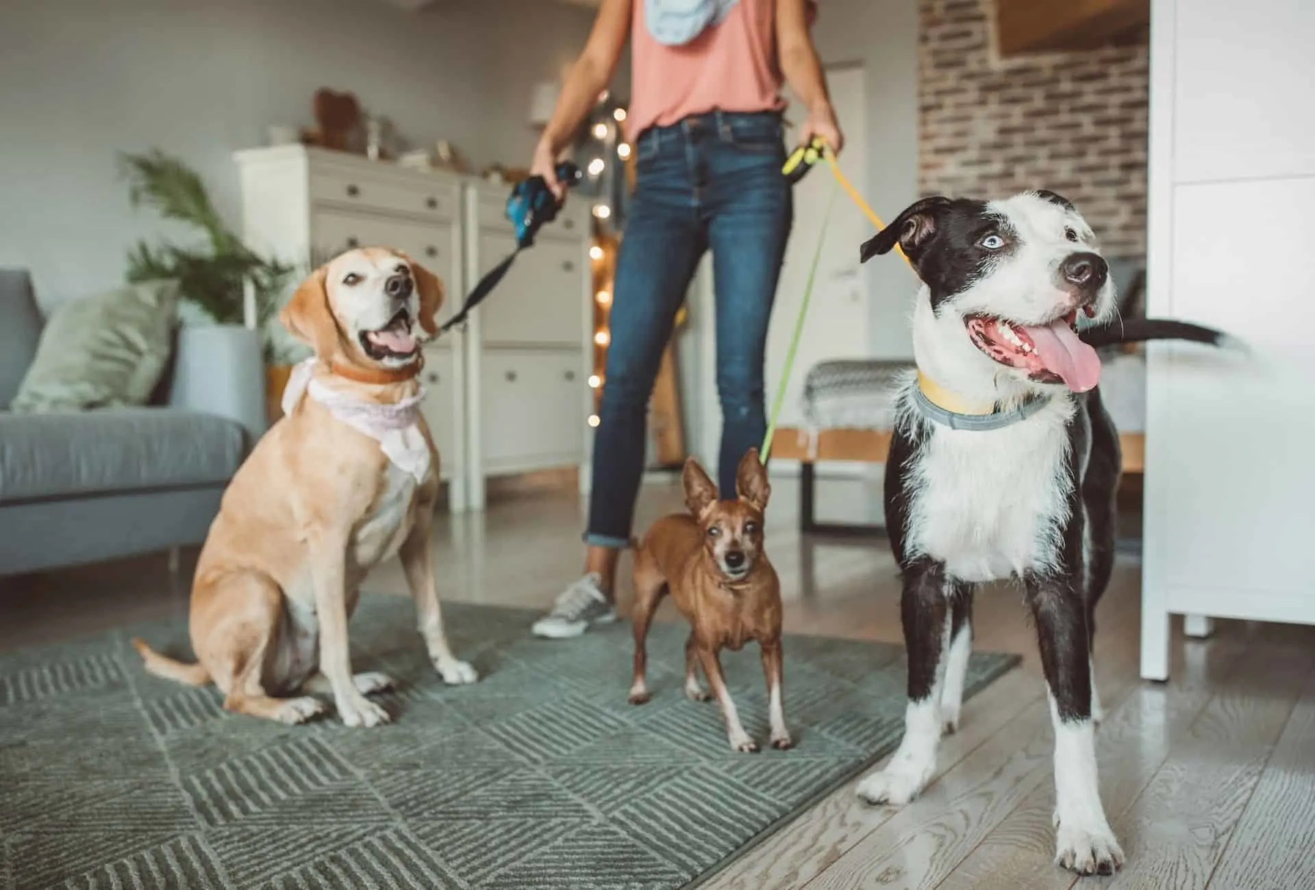 Three dogs in daycare.