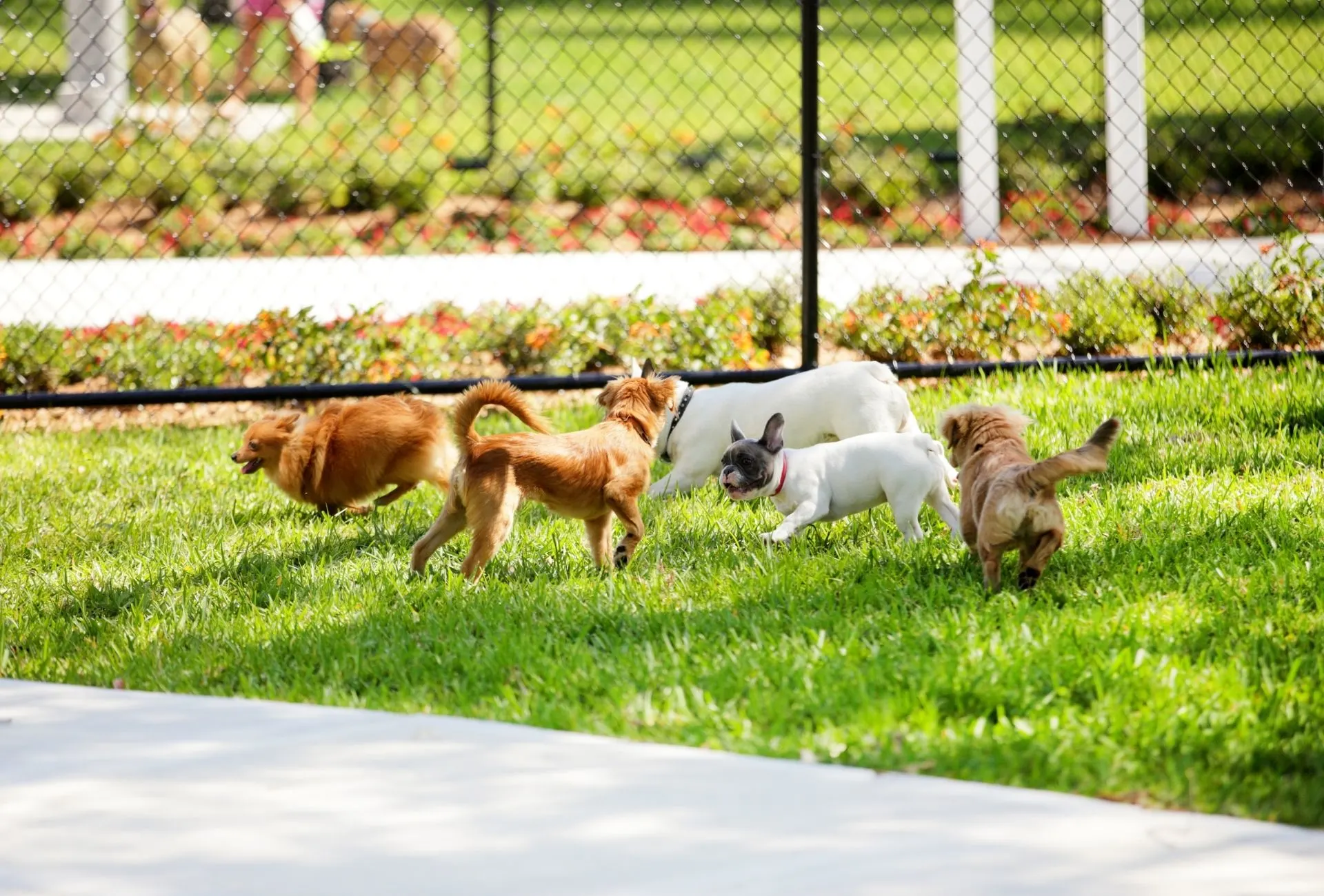 is doggy daycare good for dogs