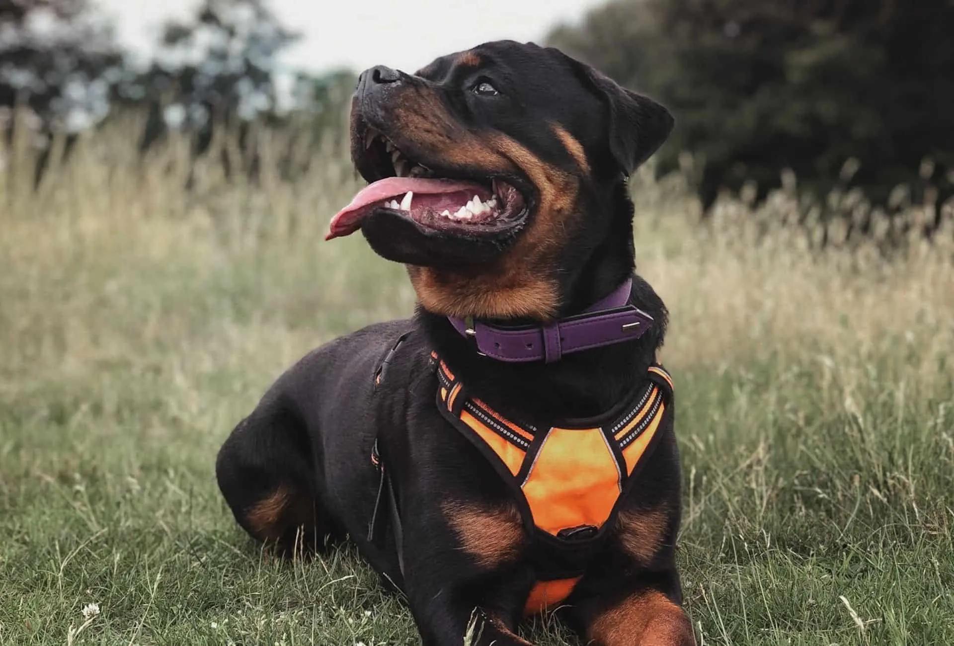 Rottweiler in a down command in the grass, perfect dog breed for family trips and adventures.