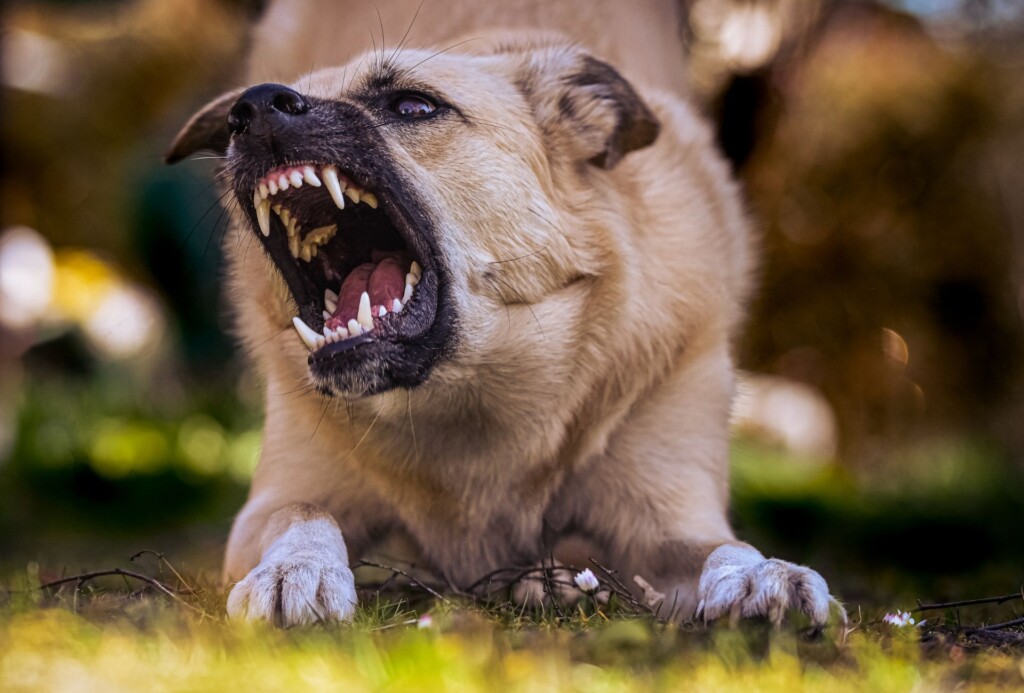 Aggressive-looking dog shows teeth while bowing down.