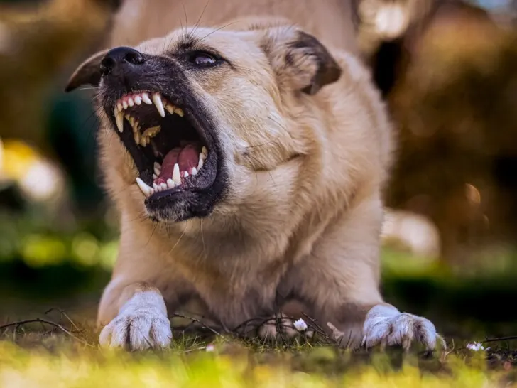 Aggressive-looking dog shows teeth while bowing down.