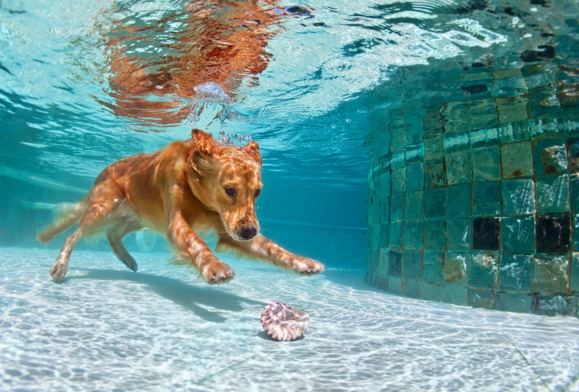 can pitbull dogs swim