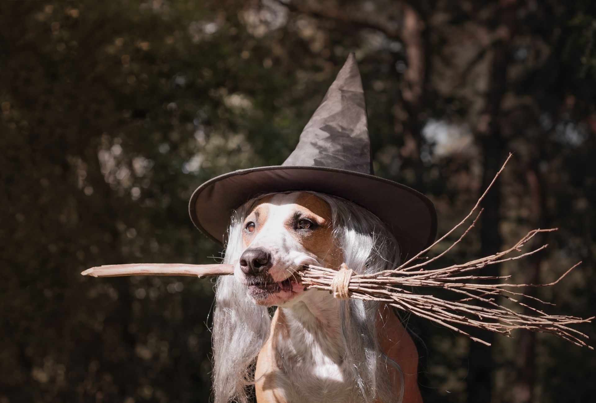 Dog carries a witch broom between the fangs and wears a witch hat.