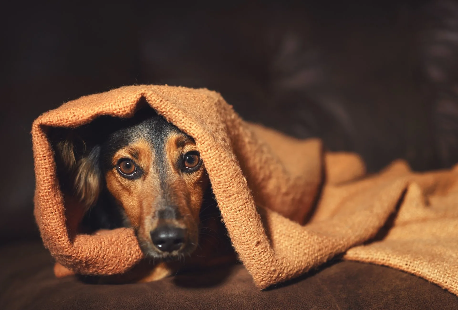 Paranoia in dogs can be one of the reasons why this small dog suddenly acts anxious and hides under a brown blanket.