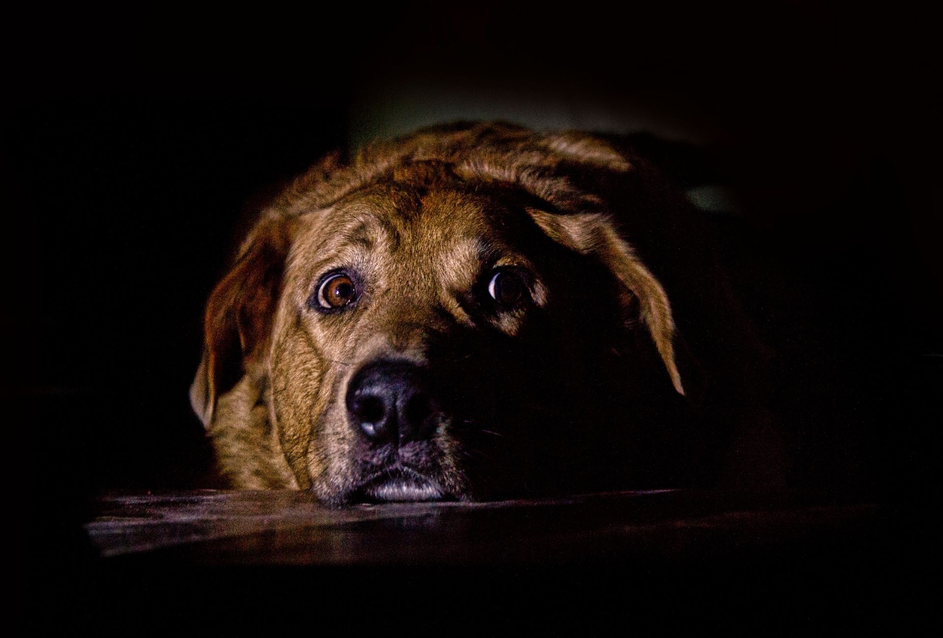 Brindle-colored dog lying with the head on the floor stares into the camera, looking lethargic or sad.