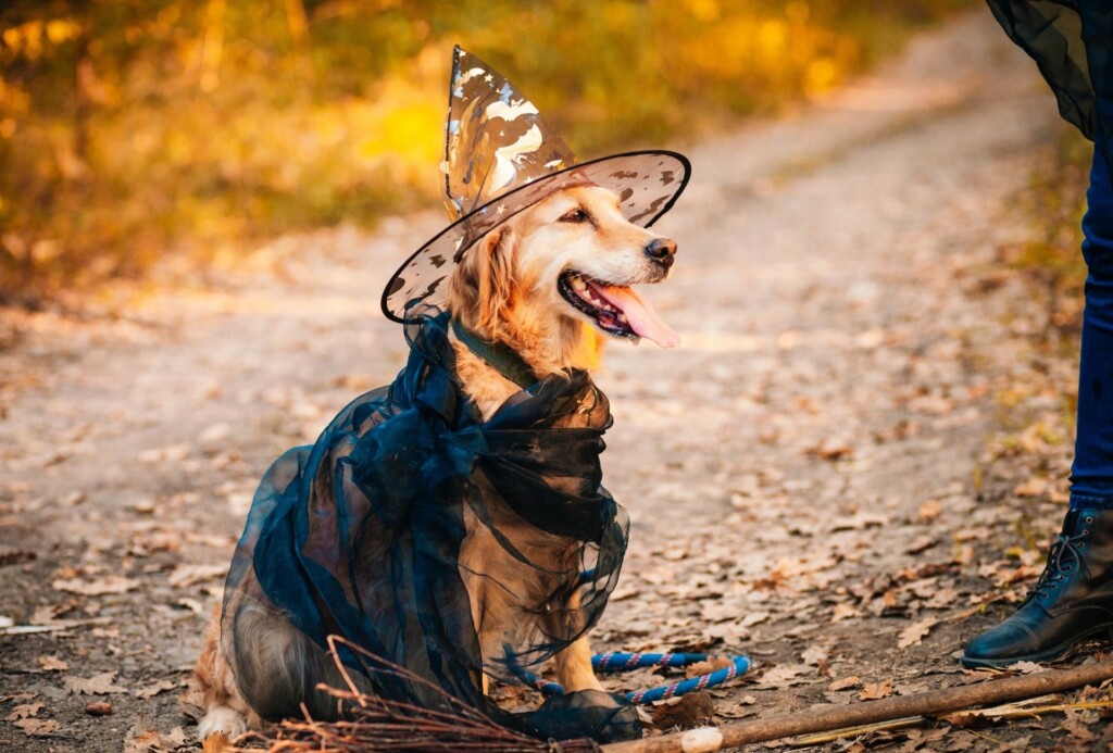 Golden Retriever dressed up as a witch in black clothing with see-through witch hat.