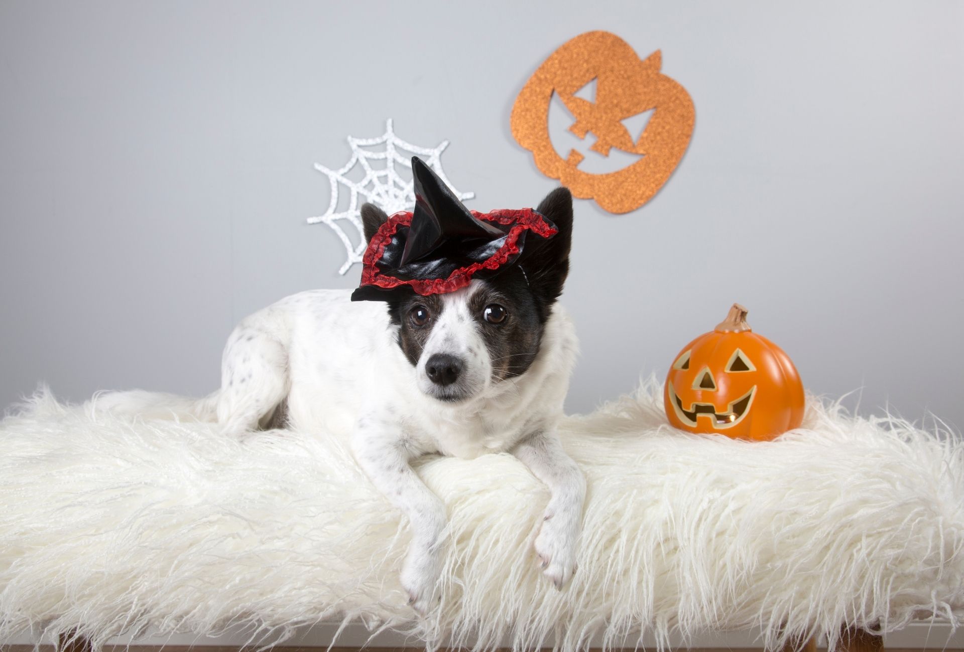 Small dog with a little witch hat lying on top of white fur with a spider web in the background.