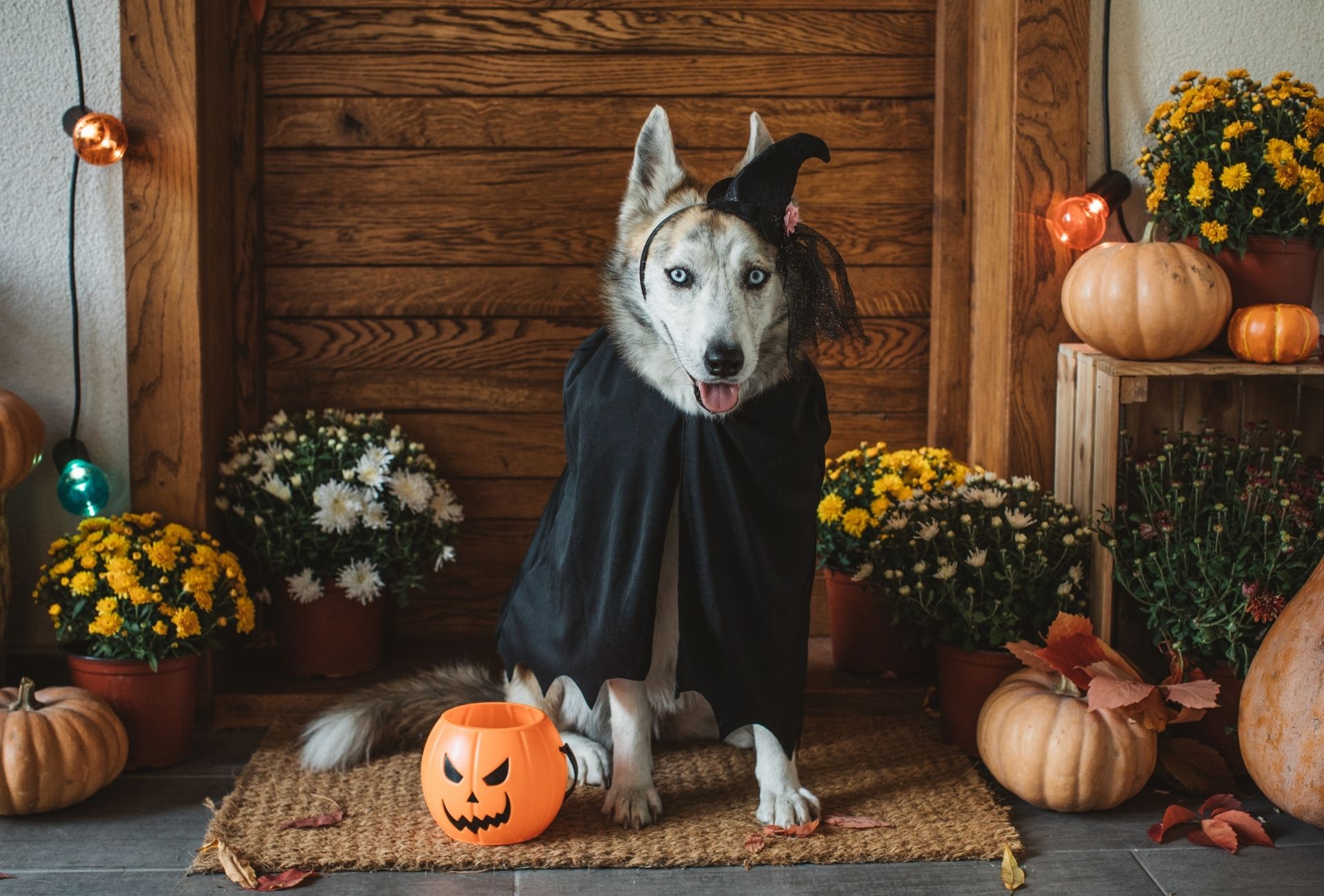 Husky wearing a witch costume with a Halloween pumpkin out front.