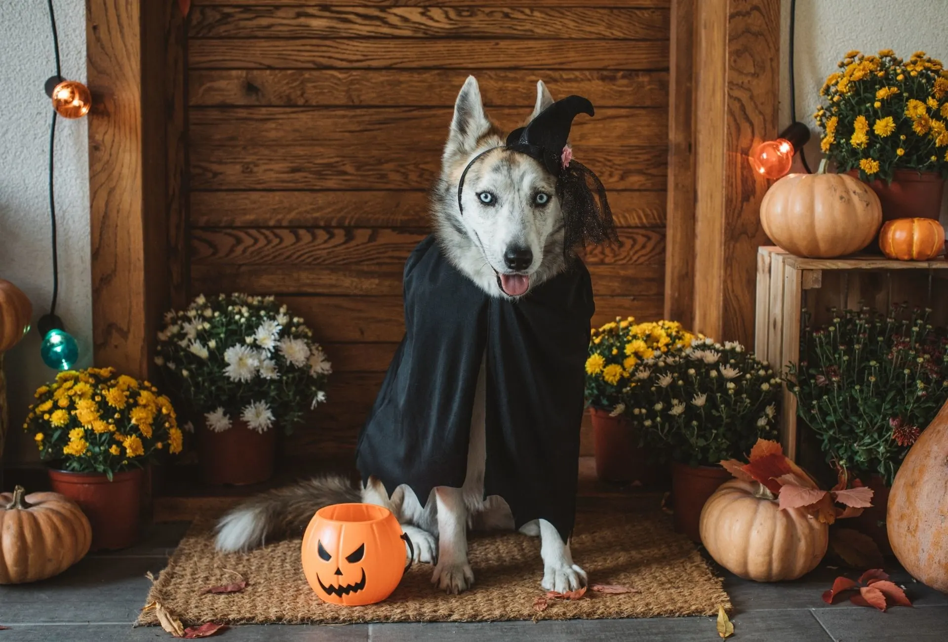 Husky wearing a witch costume with a Halloween pumpkin out front.