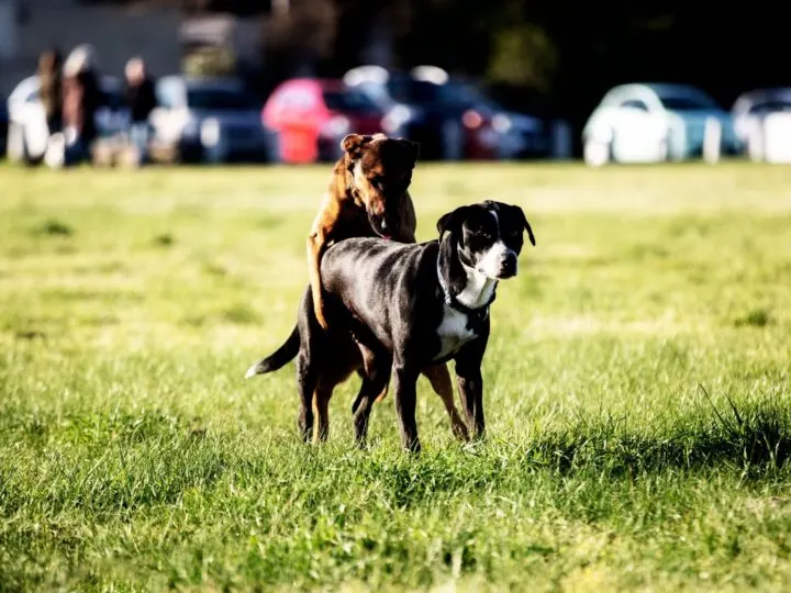 Can Dogs Mate More Than Once A Day