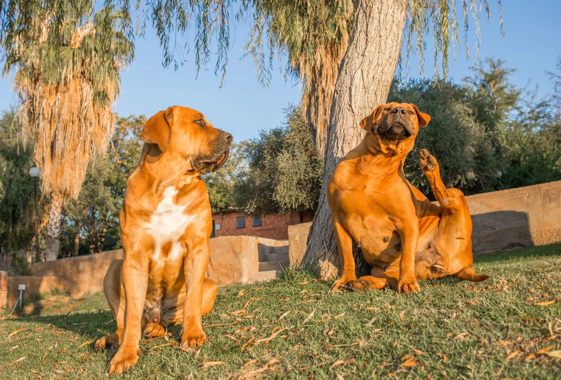 Two Boerboel dogs under a tree, the male is looking at the female scratching her head in a comical pose.