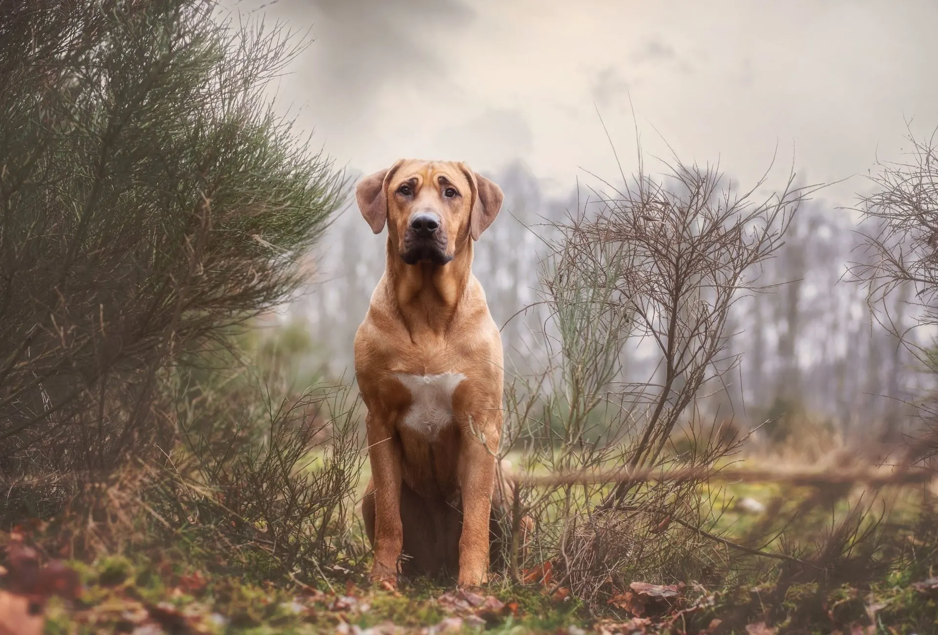 Broholmer sits between bushes in grassy field.