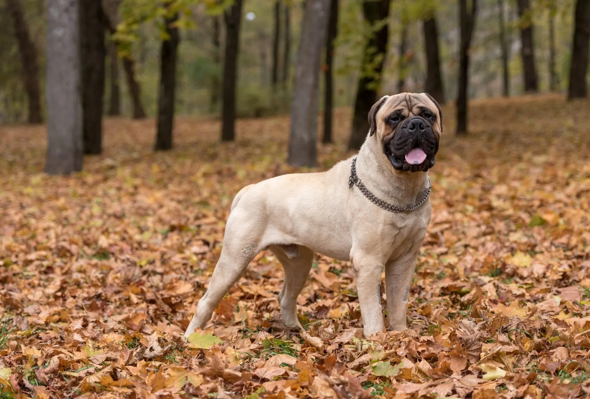 Bullmastiff in the forest on an Autumn day.