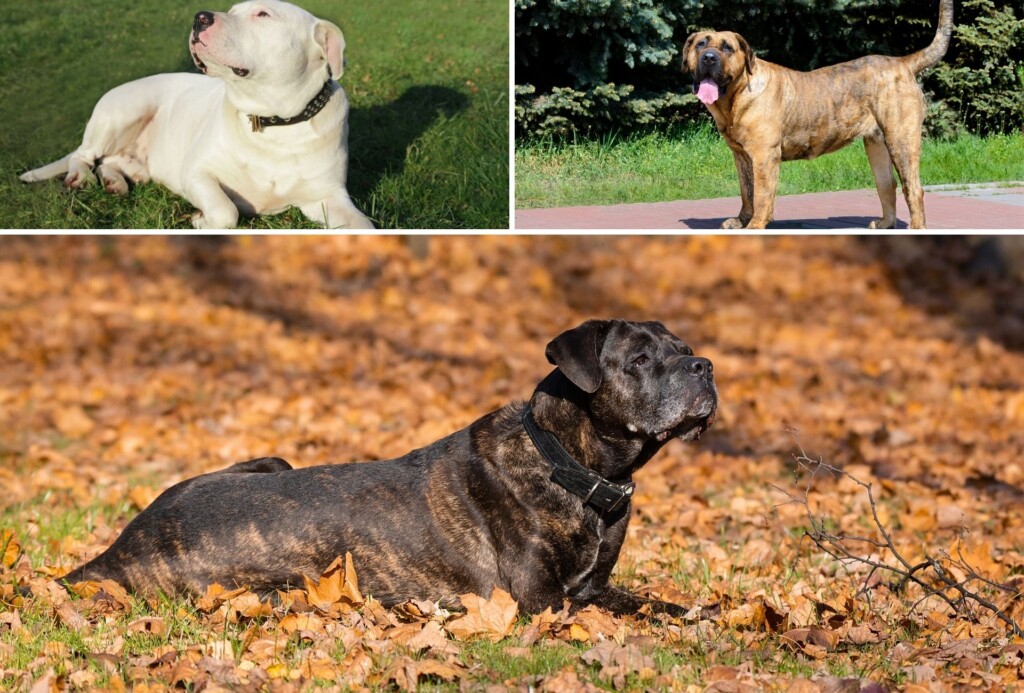 Top left depicts a Dogo Argentino, the right a Presa Canario and the bottom the Cane Corso.