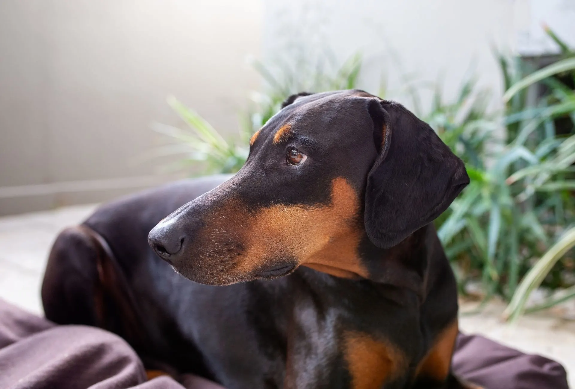 Floppy-eared Doberman looking to the side with plants in the background.