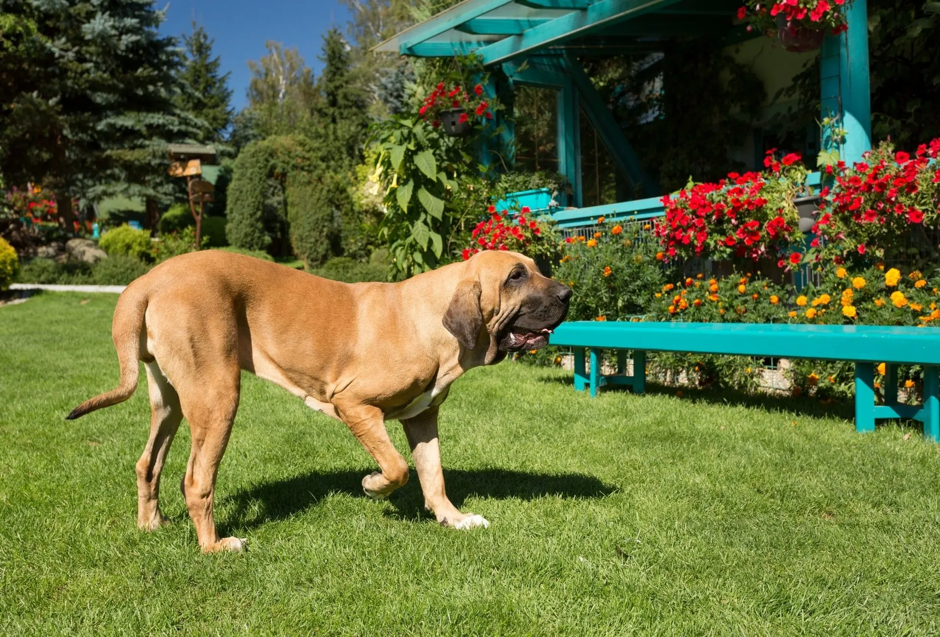 Fila Brasileiro walking around the yard.