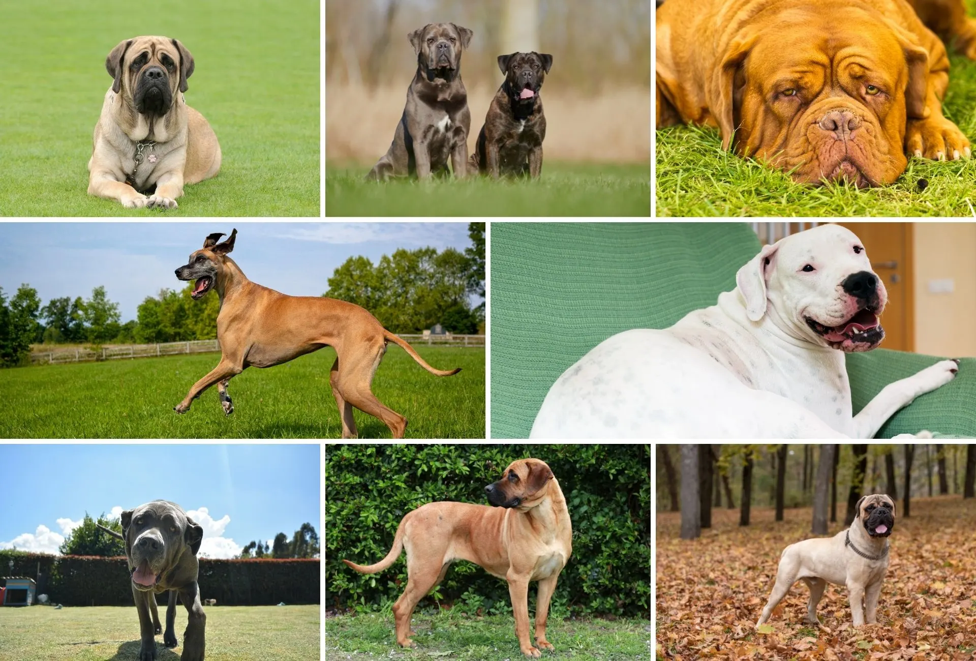 Mastiff varieties sale