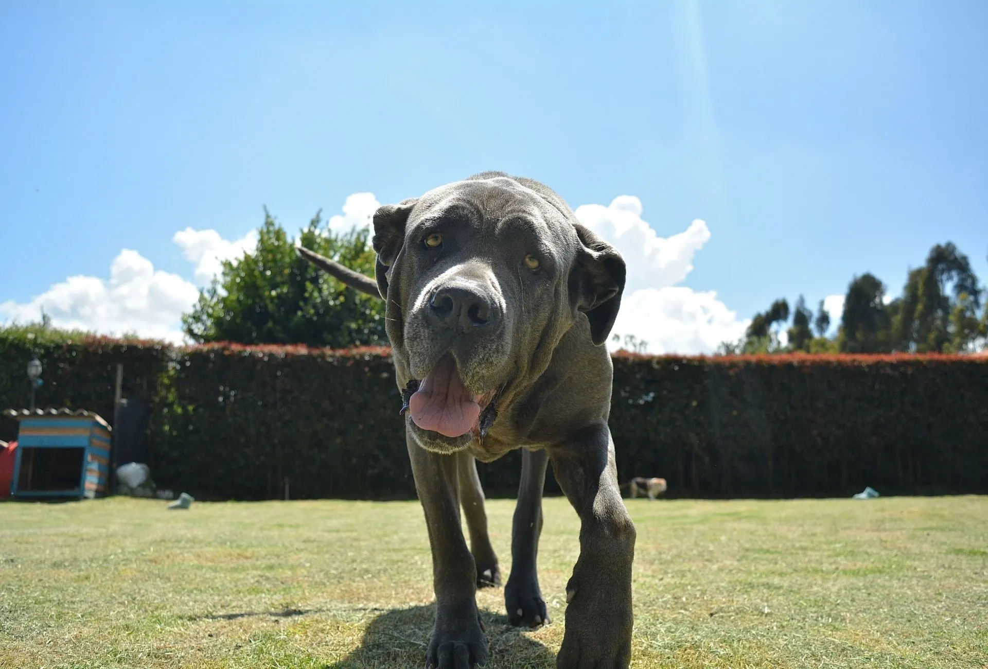 Large Neapolitan Mastiff with droopy eyes and big jowls walking towards the camera.