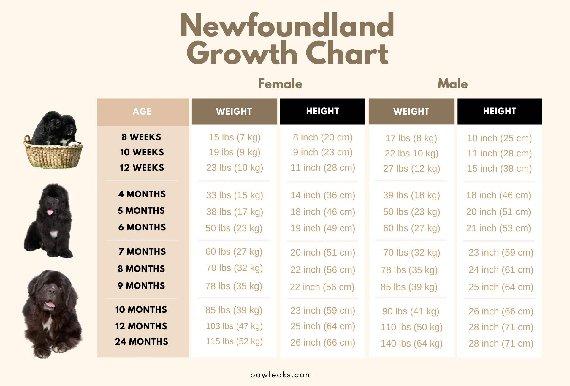 Newfoundland growth chart depicting the age and corresponding weight and height, sorted by male and female.