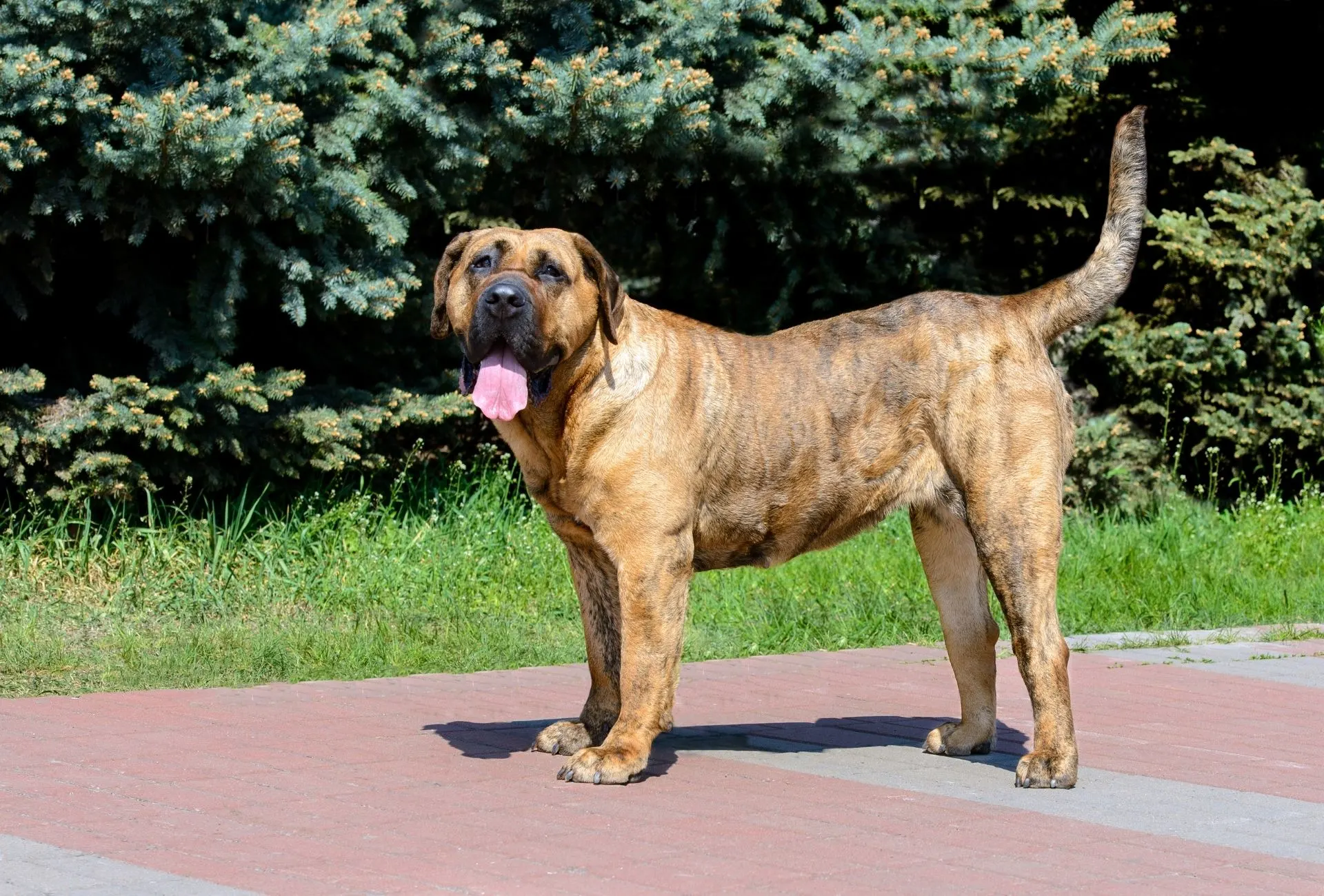 Presa Canario with heavy bones standing outside in the sunlight.