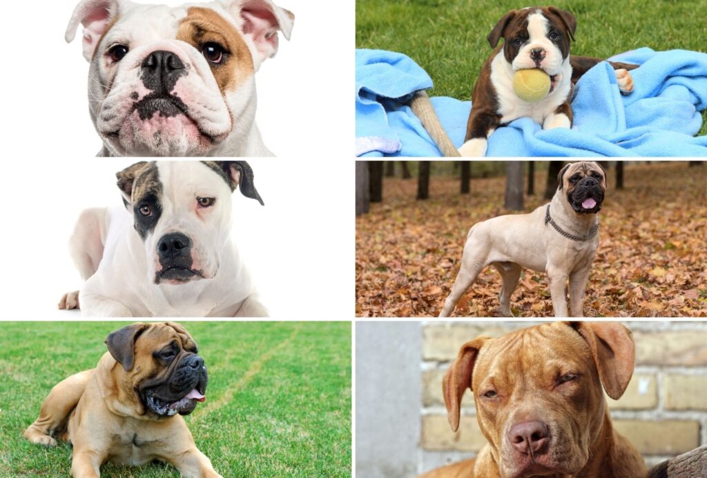 Snapshots of six breeds that went into the Renascence Bulldogge's creation which include the British Bulldog, Hermes OEB, American Bulldog, Bullmastiff, English Mastiff, and Pitbull bloodlines.
