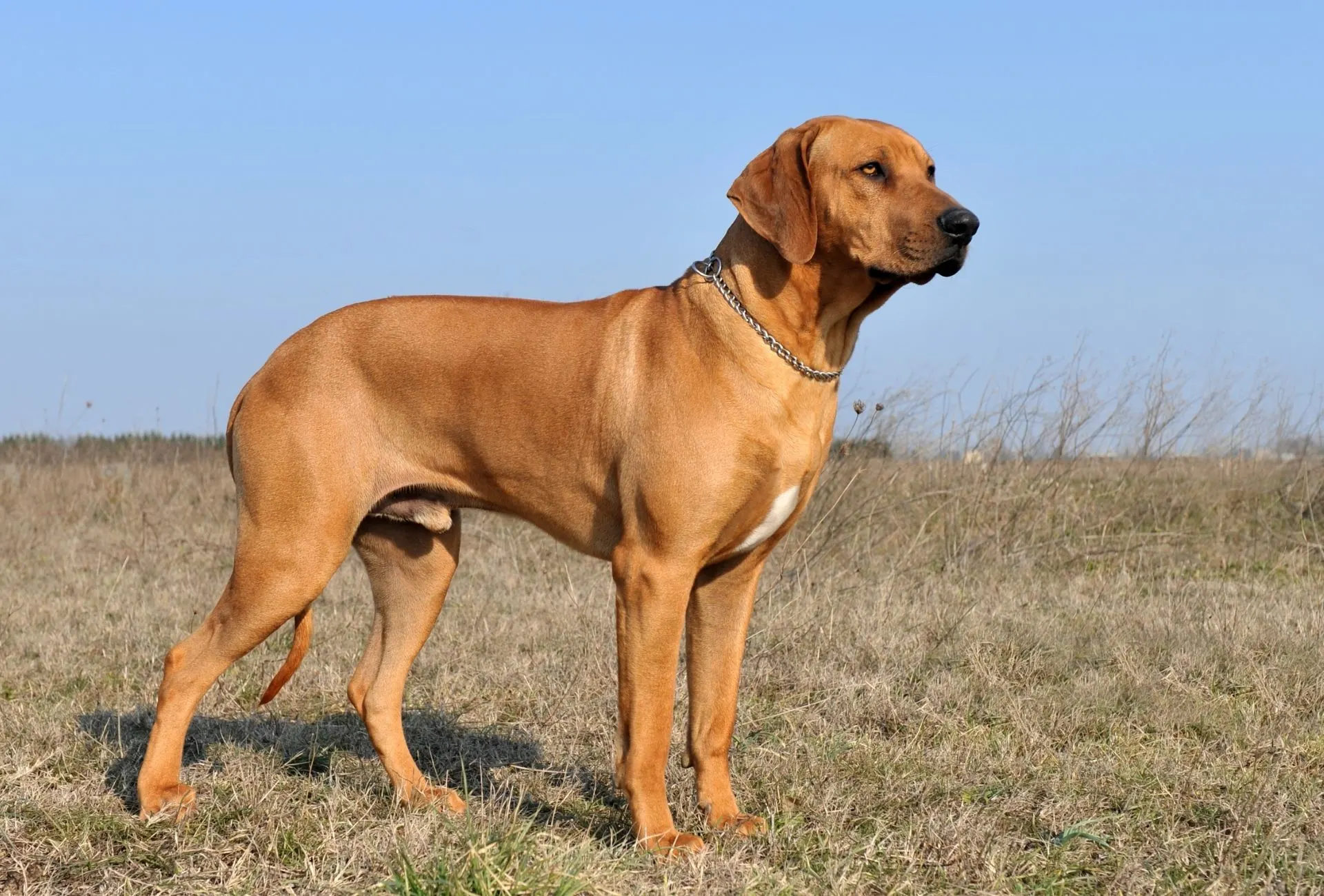 Fat hot sale rhodesian ridgeback