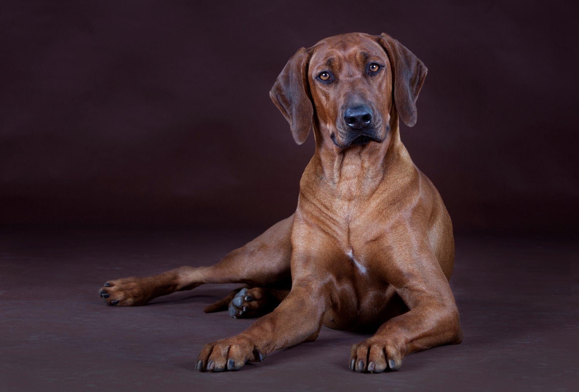 Rhodesian Ridgeback lying down and facing the camera with a slightly tilted head.