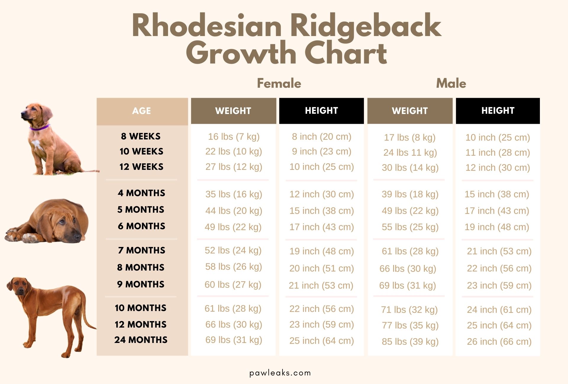 Rhodesian Ridgeback Growth Chart Weight & Size By Age PawLeaks