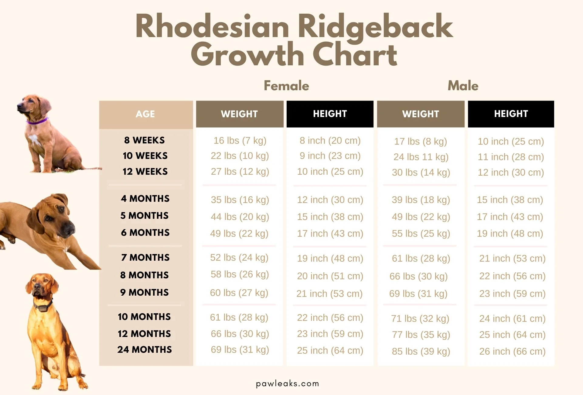 Rhodesian Ridgeback growth chart starting at 8 weeks up until 24 months, sorted by male and female with the appropriate sizes and weights.