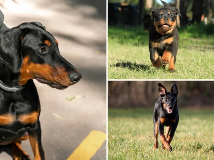 Doberman on the right side and a Rottweiler and Beauceron puppy on the right running on the grass.