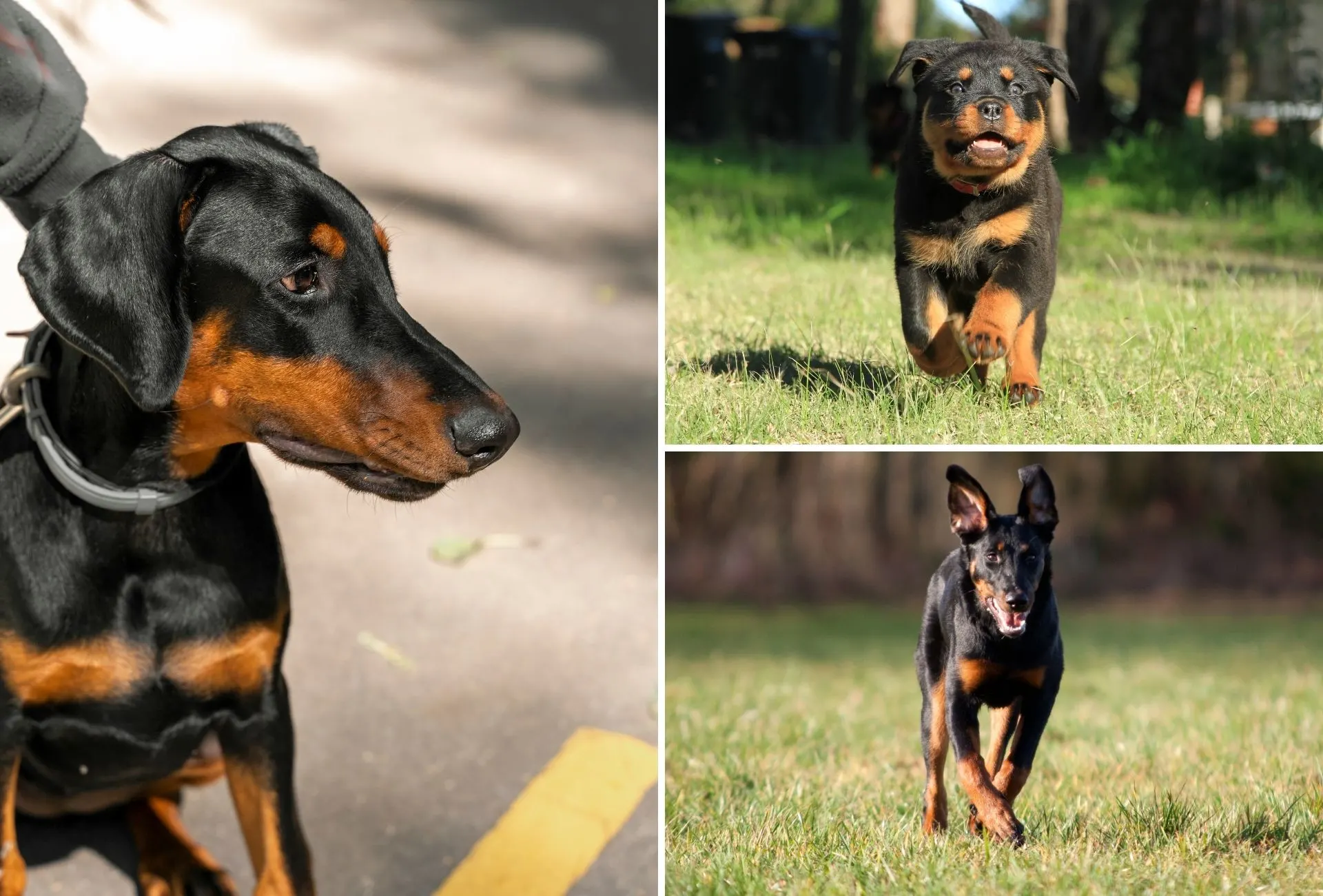 Doberman on the right side and a Rottweiler and Beauceron puppy on the right running on the grass.