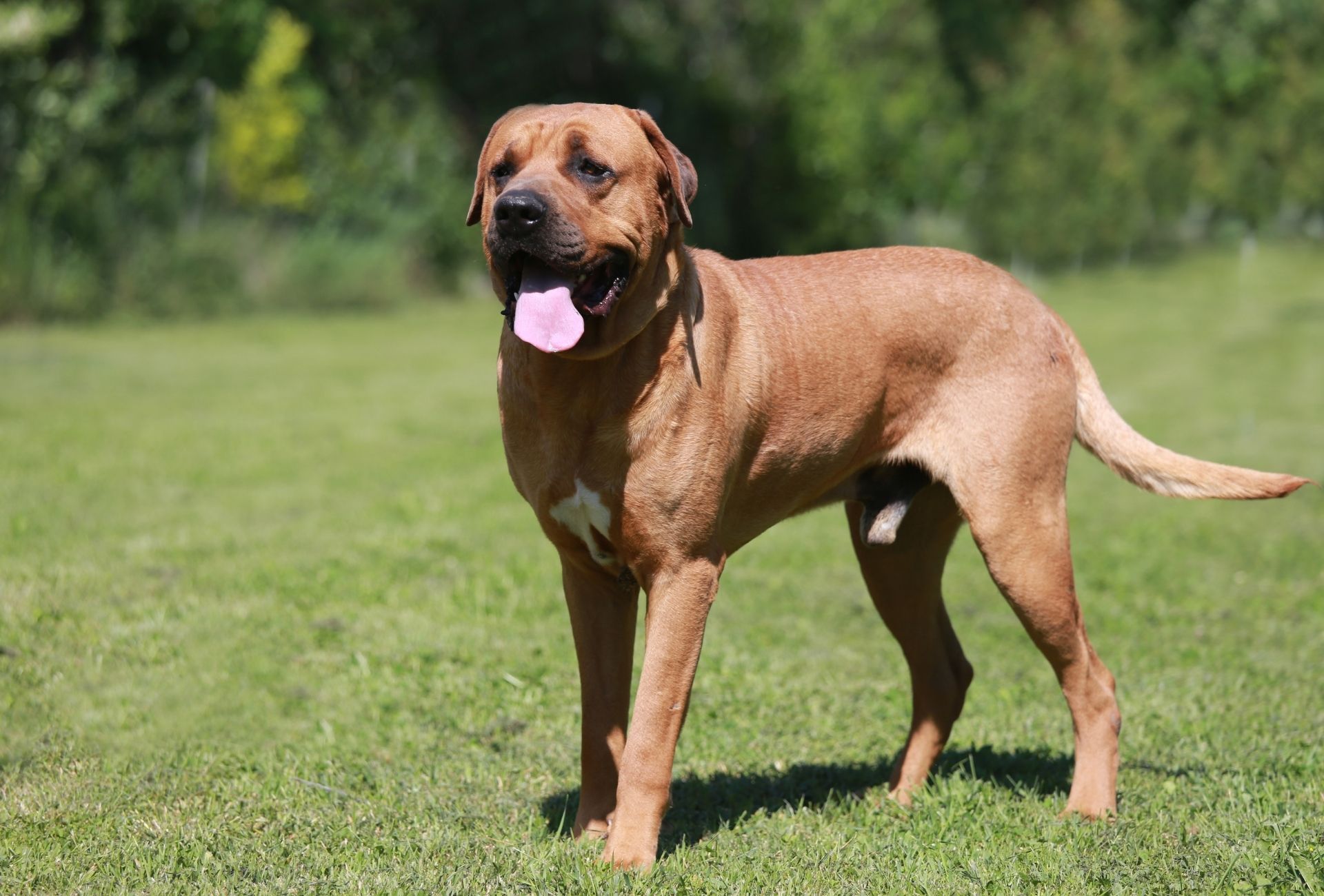 Large male Japanese Mastiff also called Tosa Inu standing on grass.