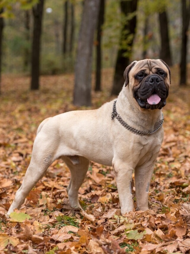 10 Best Mastiff Breeds for First Time Owners