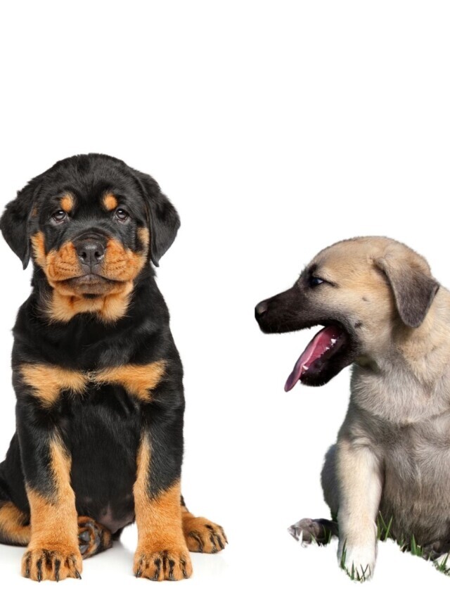 Rottweiler vs Kangal Bite Force