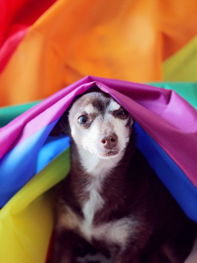 Can Dogs Be Gay? You'd Be Surprised... PawLeaks