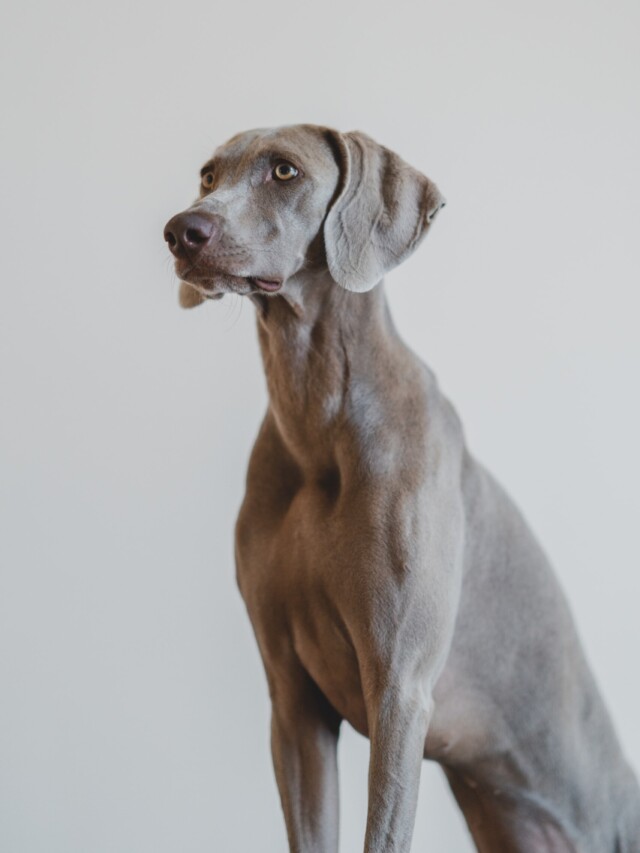 cropped-weimaraner-scaled-1.jpg