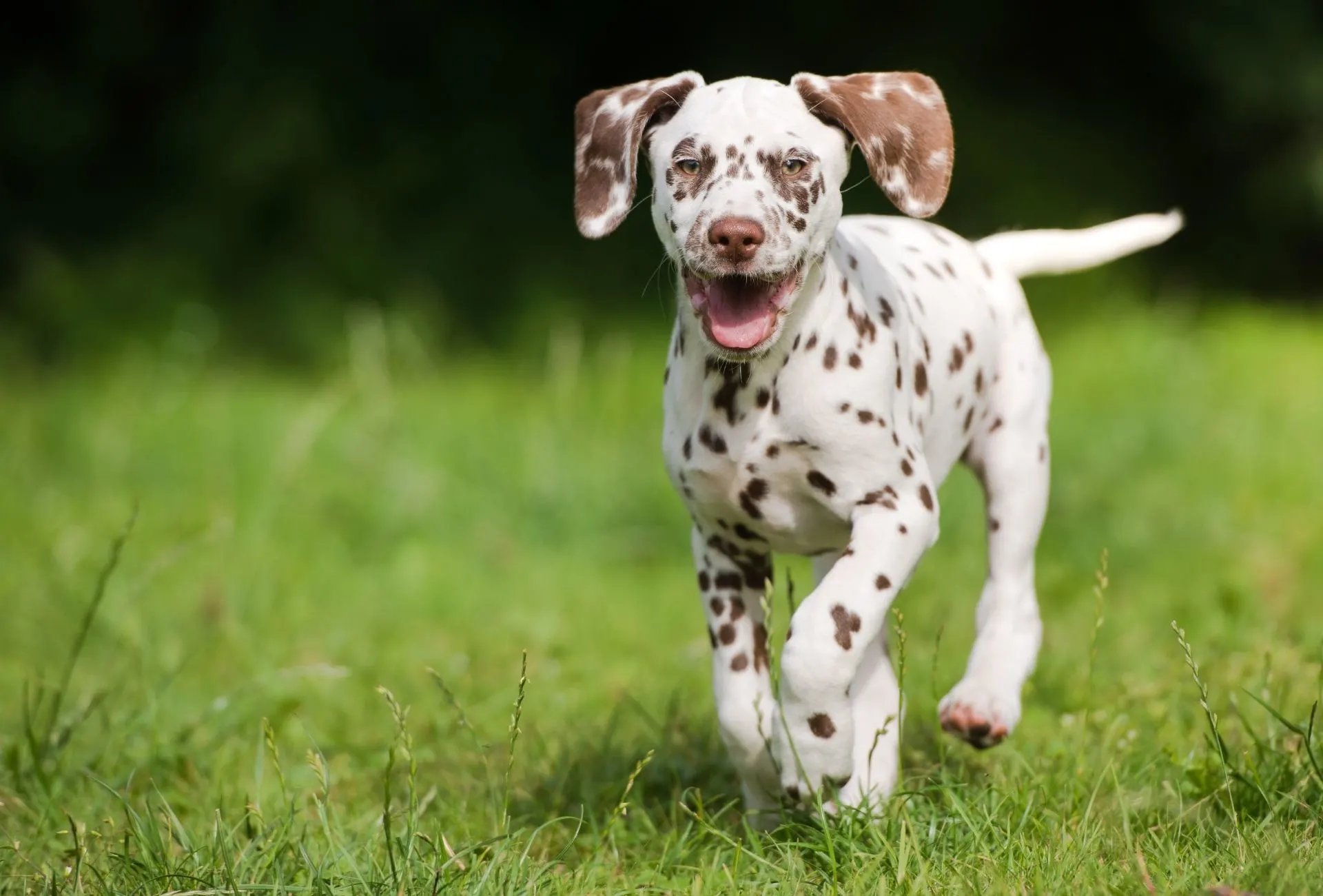 Dalmatian puppy running on grass.