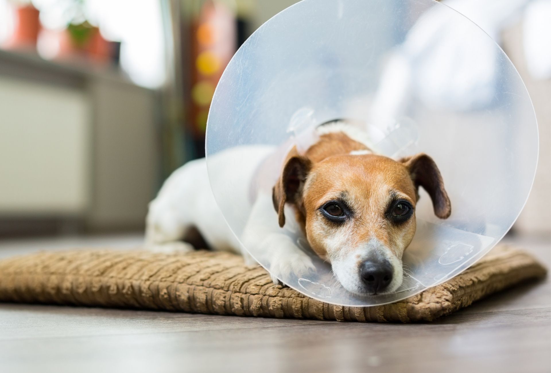 Dog lying on a mat with a plastic cone.