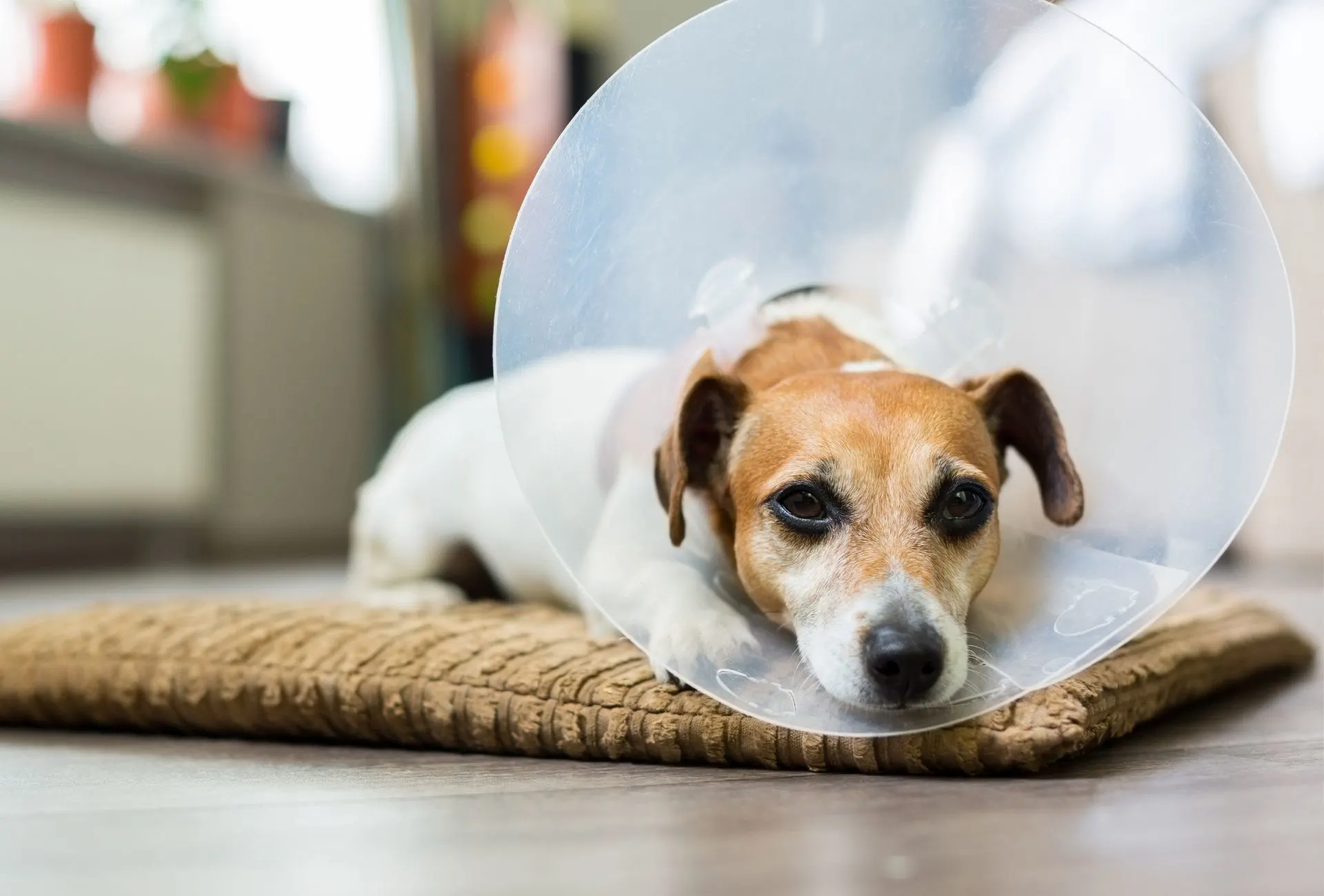 can a dog survive pyometra without surgery