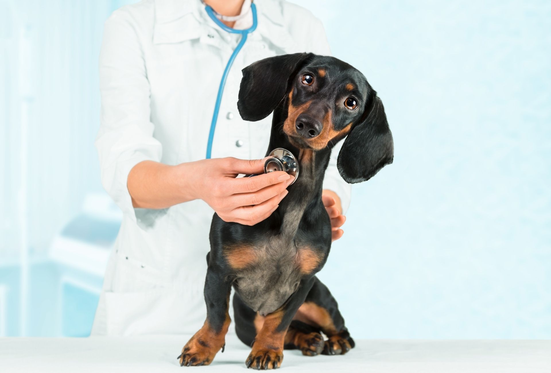 Dachshund getting checked by the vet.