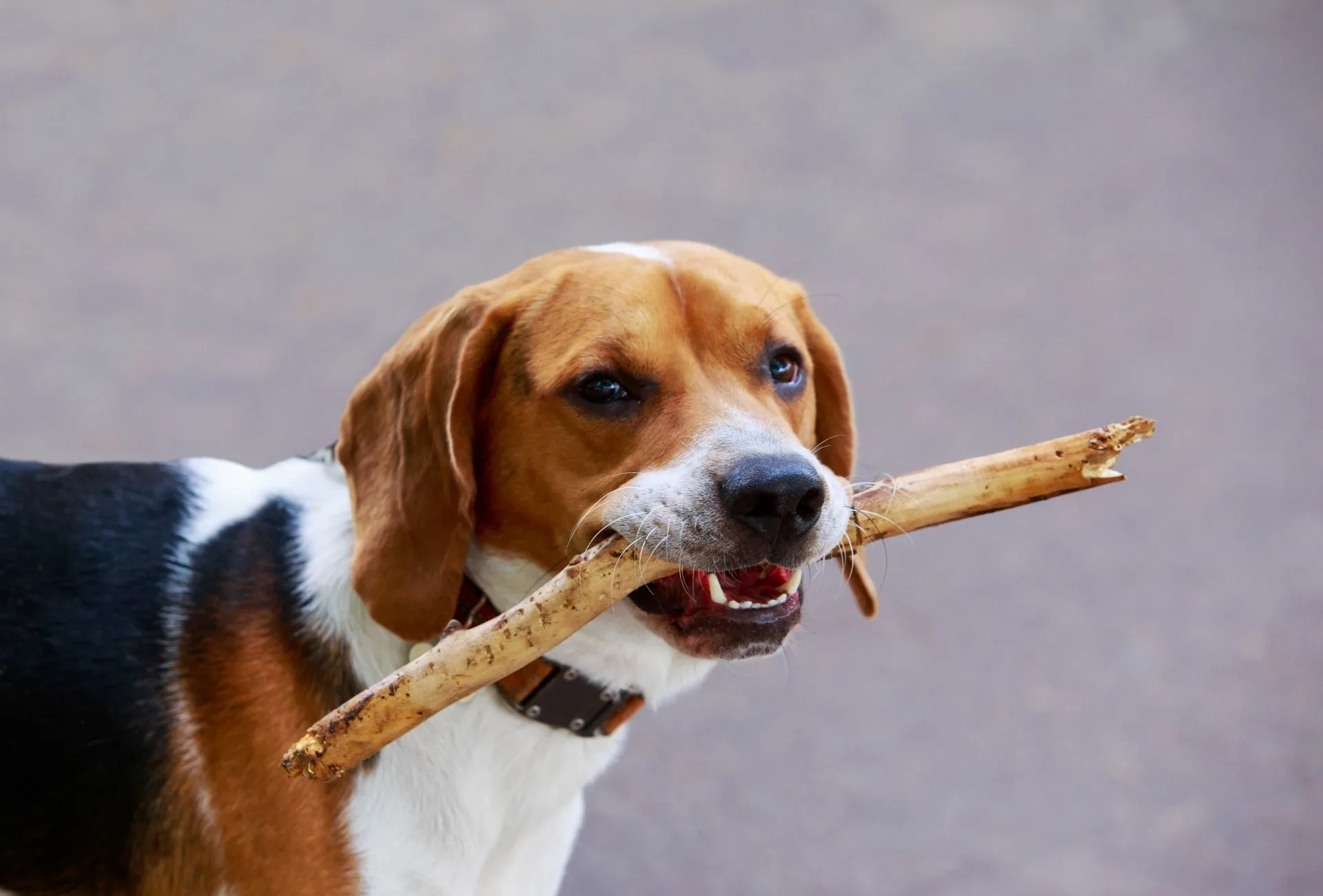 American Foxhound with gentle eyes carries a stick but can turn into a fierce bear hunter with a melodious bark.