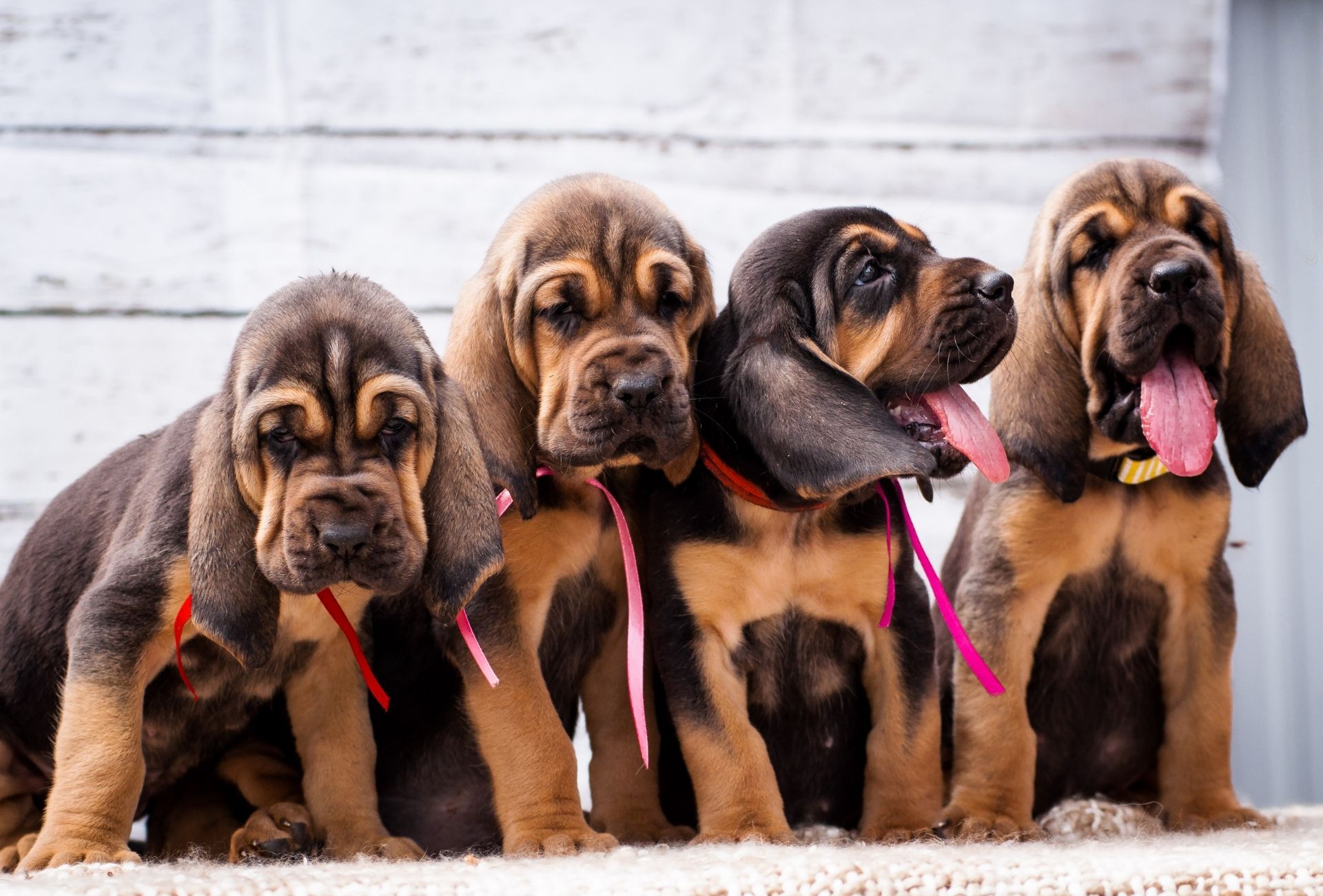 Four Bloodhound puppies with long sloppy ears. Potentially suitable for tracking down bear.